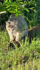 Neighbor cat